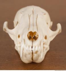 Photo References of Skull